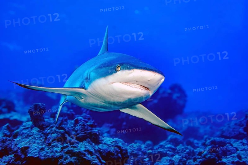 Underwater close-up photograph of a Grey reef shark (Carcharhinus amblyrhynchos) swimming towards the viewer, with its mouth slightly open, showing its teeth, found in the Indian Ocean, the Red Sea, the western Pacific and the central Pacific