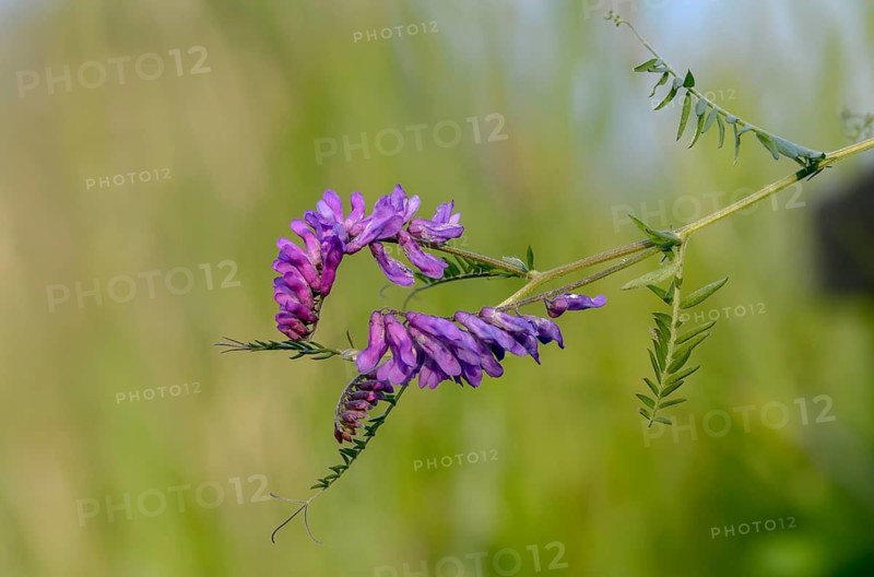 Fabaceae, butterflies, tufted vetch, vicia cracca, bird vetch, flora, plants, plants