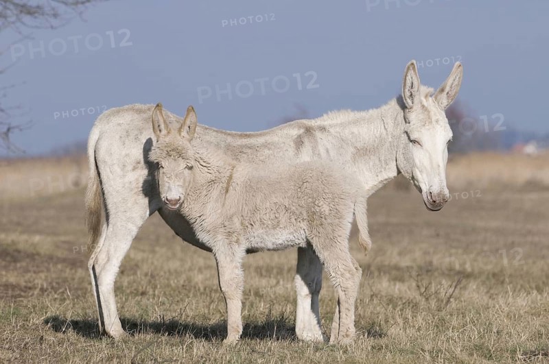 White donkey (albino form of the domestic donkey), (Equus asinus asinus), albino donkey, white donkey mare with foal, female, young animals, animals, mammals, ungulates, Seewinkel, Illmitz, Carinthia, Austria