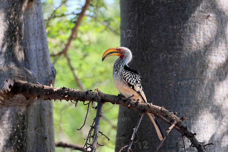 Red-ringed Hornbill (Tockus leucomelas), Southern Yellow-billed Hornbill, adult, on a perch, Kruger National Park, South Africa
