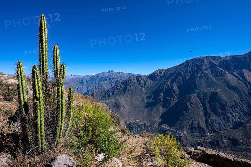 Cacti on the edge of Colca Canyon, Canon, mountainous landscape, Andes, southern Peru, Peru, South America