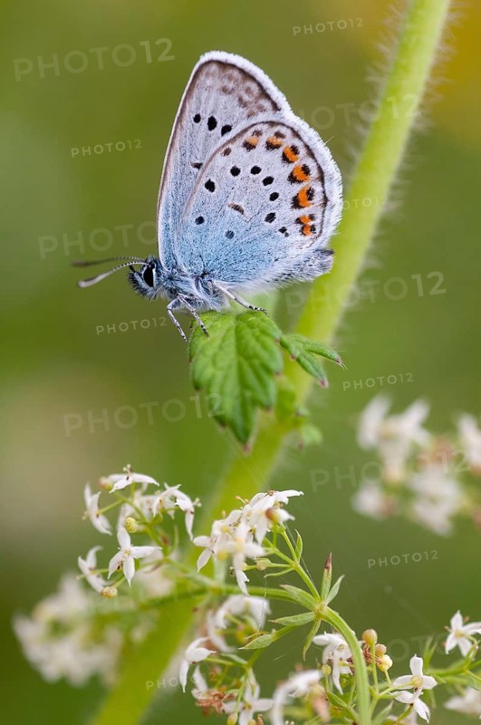 Argus blue, plebeius argus, silver-studded blue, butterfly, high size, portrait format, insects, butterfly, butterfly, butterfly