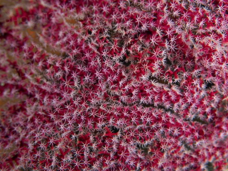 A dense cluster of red and white polyps forming a star-like pattern, the red fan coral (Melithaea ochracea), Twin Reef dive site, Penyapangan, Bali, Indonesia