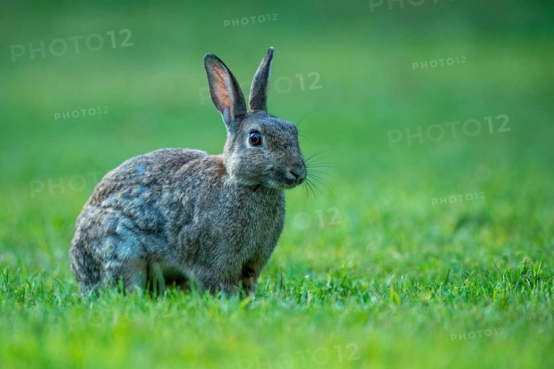 Wild rabbit (Oryctolagus cuniculus), Stapelfeld, Cloppenburg, Lower Saxony, Germany