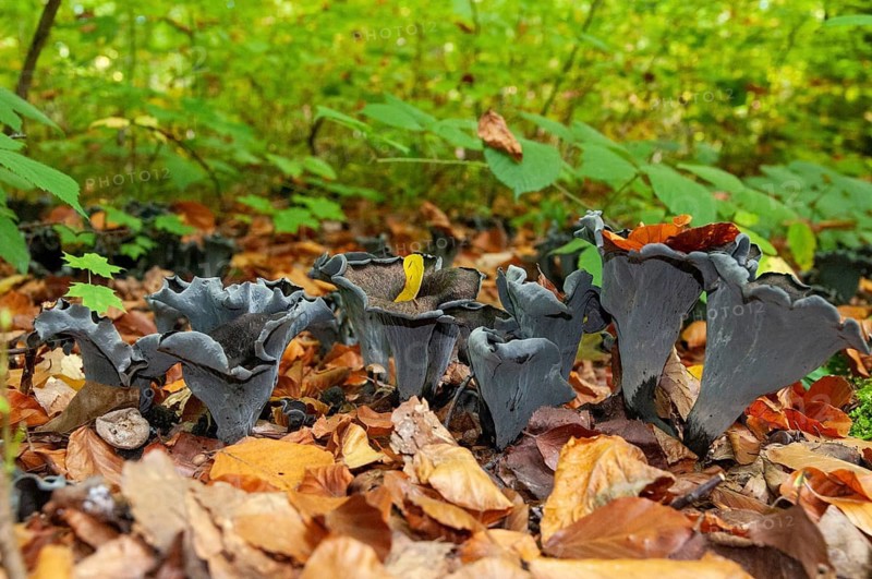 Craterellus cornucopioides, autumn trumpet, trumpet, black chanterelle, fungi, fungus, mushrooms, trumpet of death