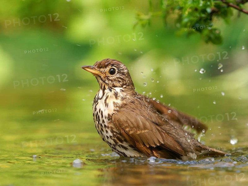 Song thrush (Turdus philomelos) bathing in shallow water with water droplets, Solms, Hesse, Germany