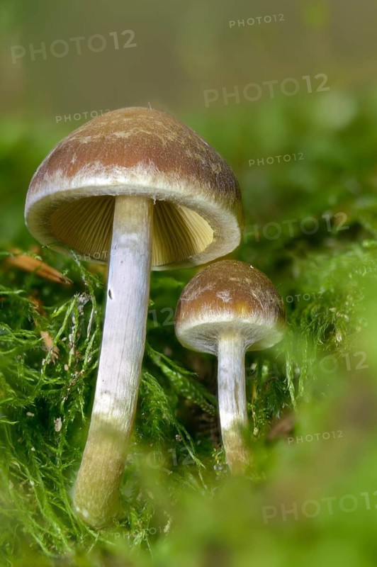 Cluster crumblecap, psathyrella hydrophila, psathyrella piluliformis, white-stemmed stick sponge, watery fiber, watery shortbread, watery mushroom, fungus, high size, vertical format, mushrooms