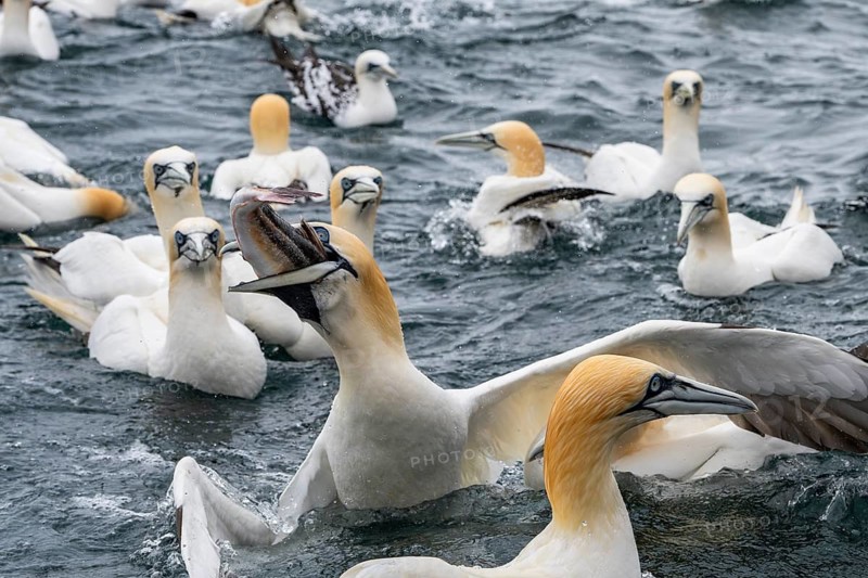 A northern gannet (Morus bassanus) eats a fish it has caught at sea off the island of Noss, Shetland Islands, Scotland, Great Britain
