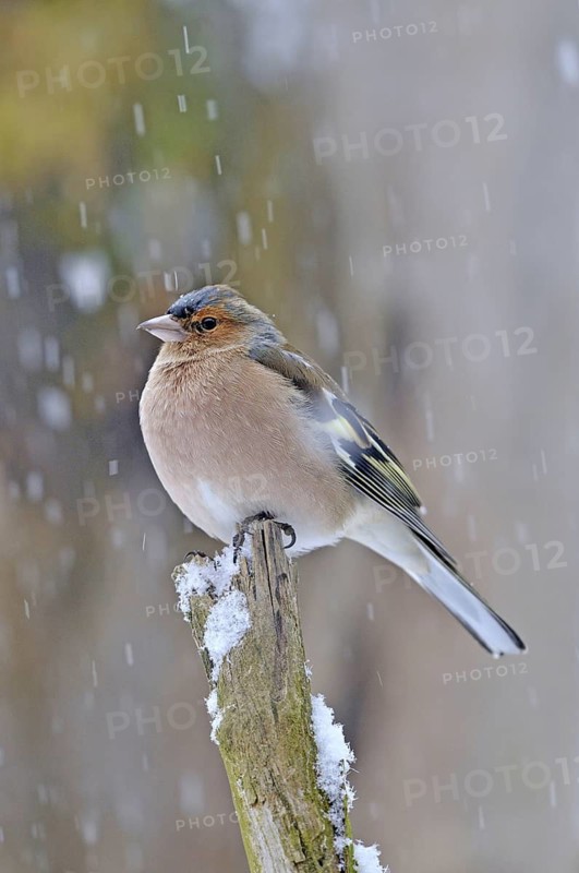 ChafffinchFringila Cölebs sitting on a branch in the snow, February 2009