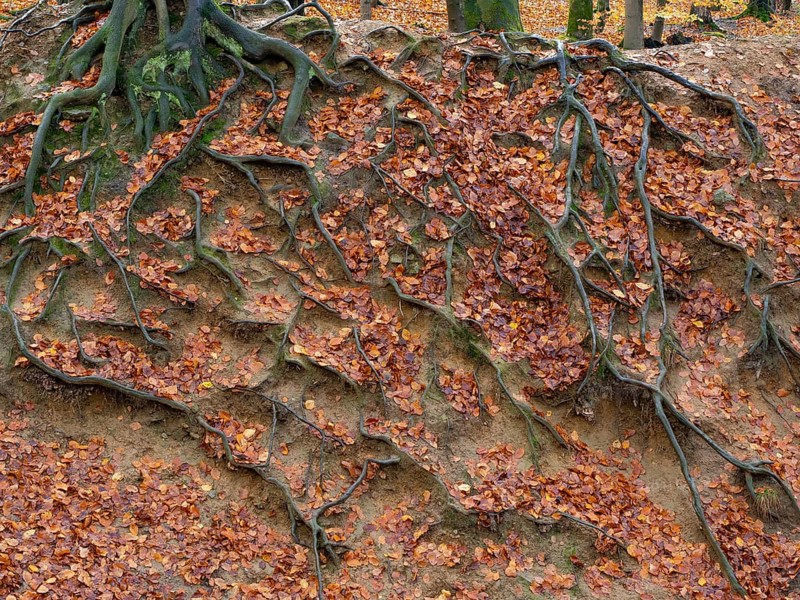Branched beech roots dig into the soil, Sauerland, North Rhine-Westphalia, Germany