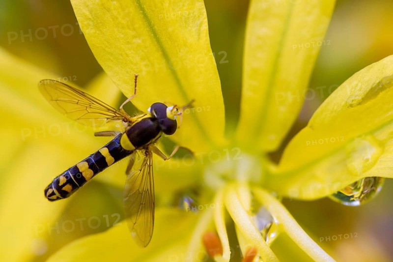 Common long hoverfly, common pencil hoverfly, diptera, insects, hoverfly, sphaerophoria scripta, two-winged bird