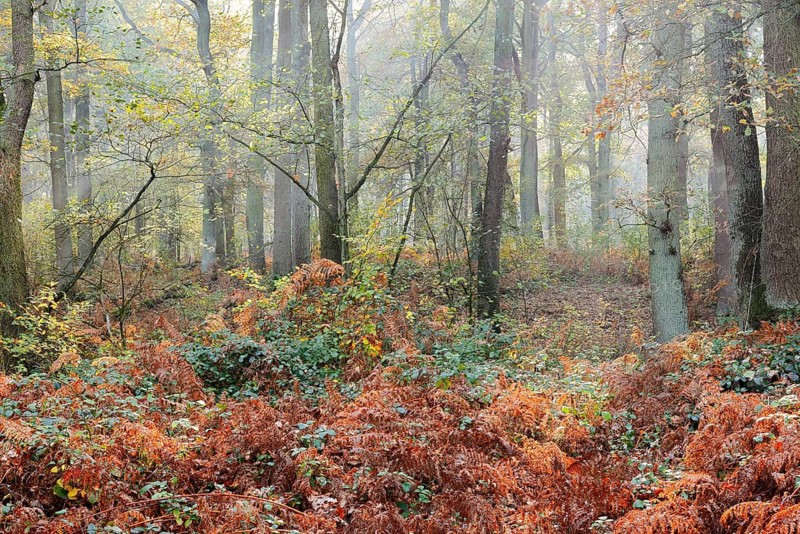 Deciduous forest with eagle fern (Pteridium aquilinum) in autumn, North Rhine-Westphalia, Germany