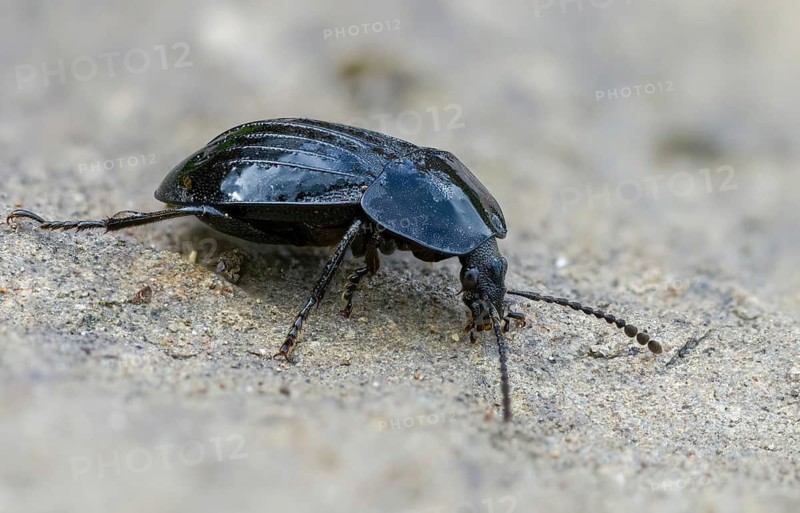 Black snail beetle, Phosphuga atrata, black carrion beetle, black snail hunter, beetle, coleoptera, insects, beetles