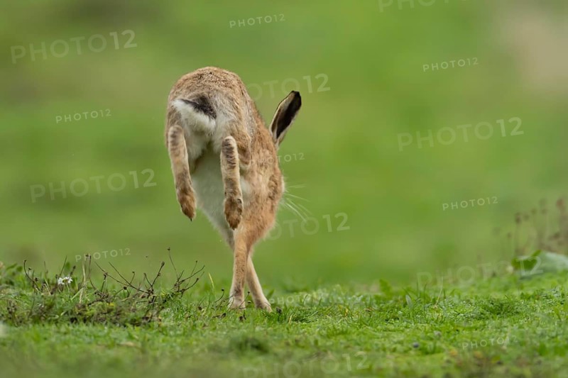 European brown hare (Lepus europaeus) adult animal running in grassland, England, United Kingdom