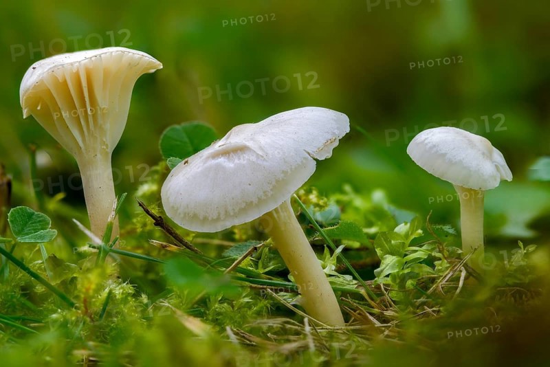 Camarophyllus virgineus, cuphophyllus virgineus, ellerling, glassy white ellerling, hygrocybe nivea, hygrocybe virginea, maiden cellling, snow-white ellerling, white sapling, white meadow celery, fungi, mushrooms, snowy waxcap