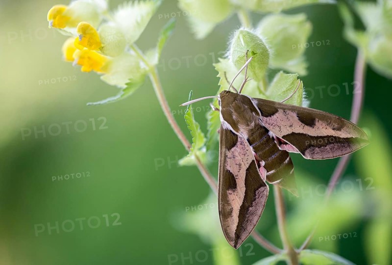Hyles euphorbiae, milkweed swarmers, butterfly, insects, moths, moths, moths, butterfly, swarmer, spurge hawk-moth