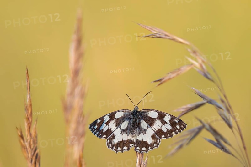 A checkerboard butterfly (Melanargia galathea) perched in the brown grass, Satyrinae, Kreuzbühl nature park Reserve, Messkirch, Upper Danube Nature Park, Baden-Württemberg, Germany