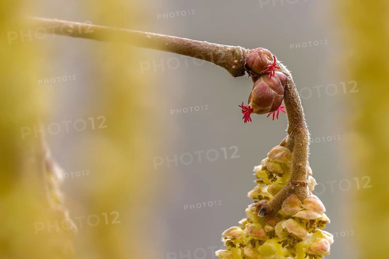 Betulaceae, birch family, corylus avellana, common hazel, hazel, hazel, female inflorescence, flower, common hazel, flora, plants, plants
