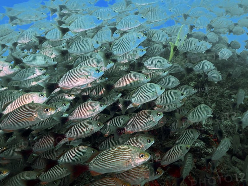 A large school of black-spotted grunts (Haemulon maculicauda) in the clear blue waters of the ocean, Cano Island dive site, Uvita, Costa Rica, Pacific Ocean, Central America