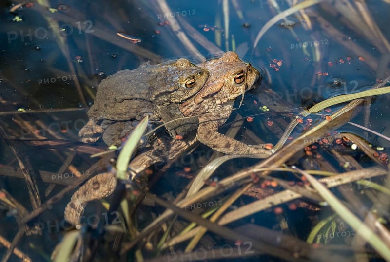 Bufo bufo, common toad, toad, amphibians, amphibians, early spawning season, amphibians, mating season, spring
