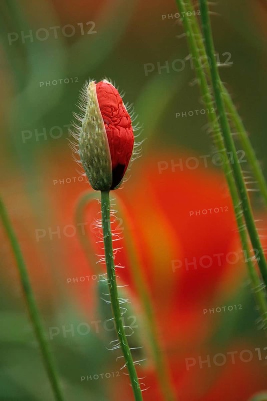 Poppy Bud, Turkish Poppy, Oriental Poppy, Germany