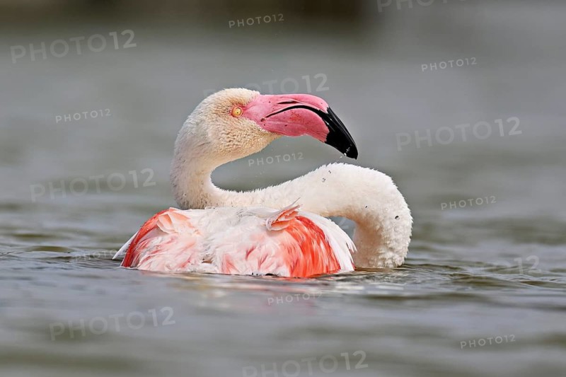 A greater flamingo (Phoenicopterus roseus) bathing in a pond, Camargue Regional Nature Park, southern France