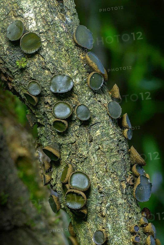 Black stud fungus, blood lava cup, Bulgaria inquinans, sequential decomposer, common dirt cup, lava cup, reddish dirt cup, dirt cup, fungi, fungus, high size, portrait format, mushrooms