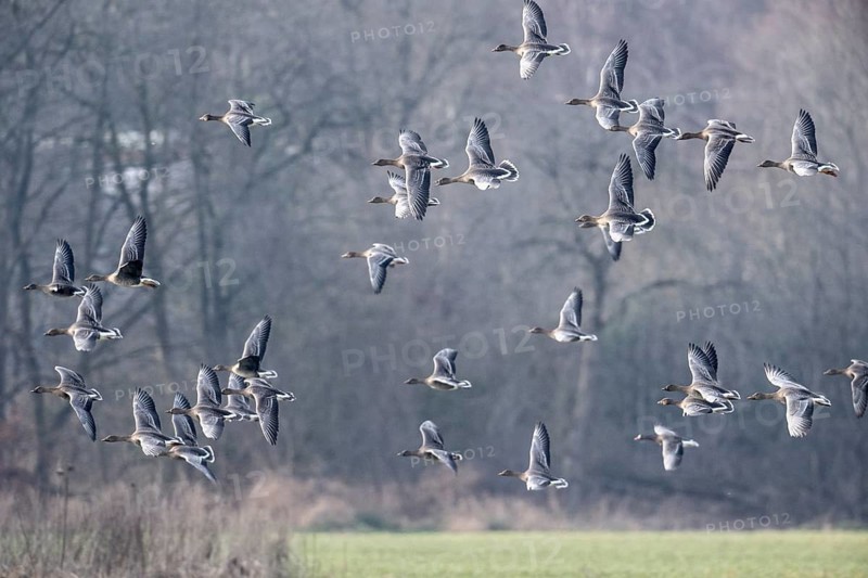 Bean geese (Anser fabalis), Emsland, Lower Saxony, Germany