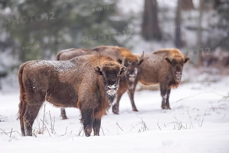 European bison (Bison bonasus) or Wisent standing on a meadow next to the forest in winter, snow, Bavaria, Germany