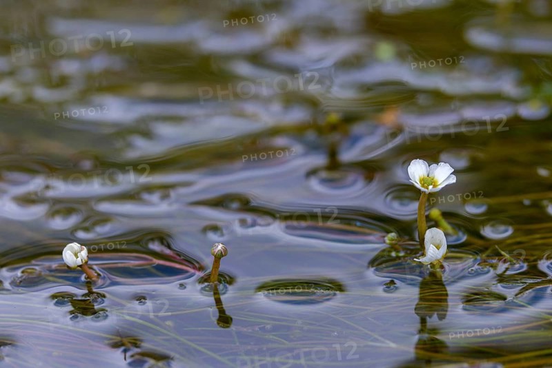 Fluding buttercup, flooding water buttercup, Ranunculus fluitans, flora, buttercup, plants, river water-crowfoot