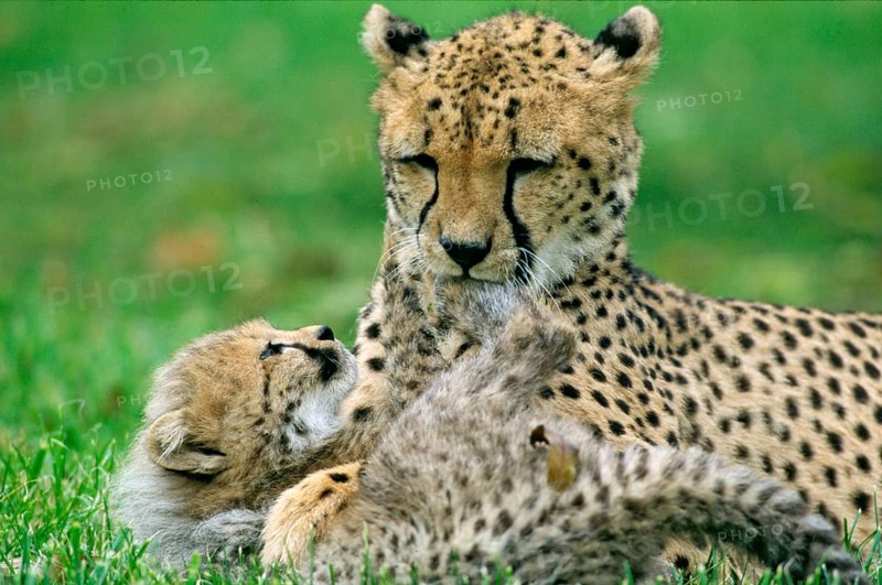 Animals, mammals, predators, cheetahs, cheetah with cubs, cup