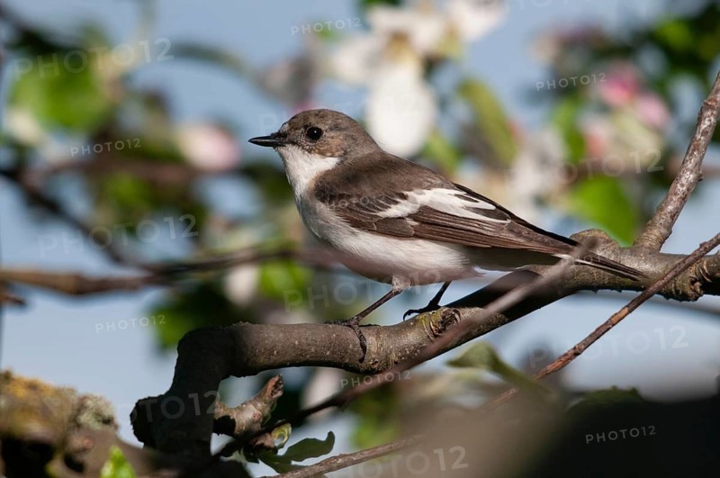Ficedula hypoleuca, pied flycatcher, mourning snapper, mourning catcher, birds, passeri, songbirds, songbirds, birds
