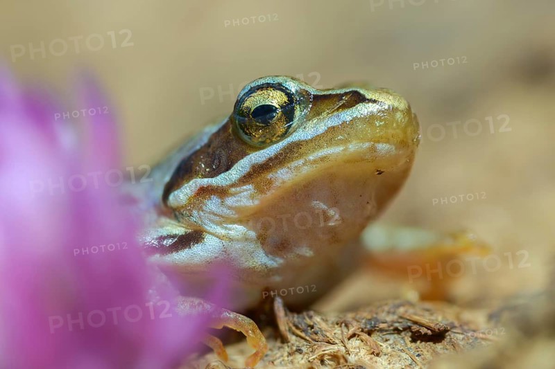 Moor frog, moor frog, rana arvalis, amphibians, amphibians, frog, frogs, young animal, juvenile, amphibians