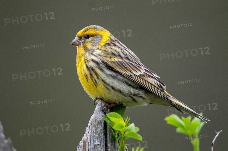 European Serin, serine, serinus serinus, birds, garden fence, garden fence, male, passeri, songbirds, birds