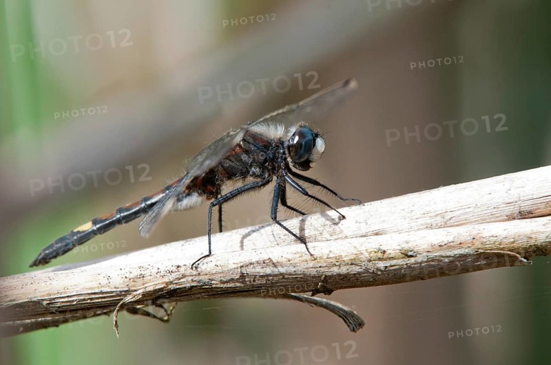 Large moss maiden, large white-faced darter, leucorrhinia pectoralis, yellow-spotted whiteface, anisoptera, damselflies, dragonflies, insects, dragonflies, males, odonata
