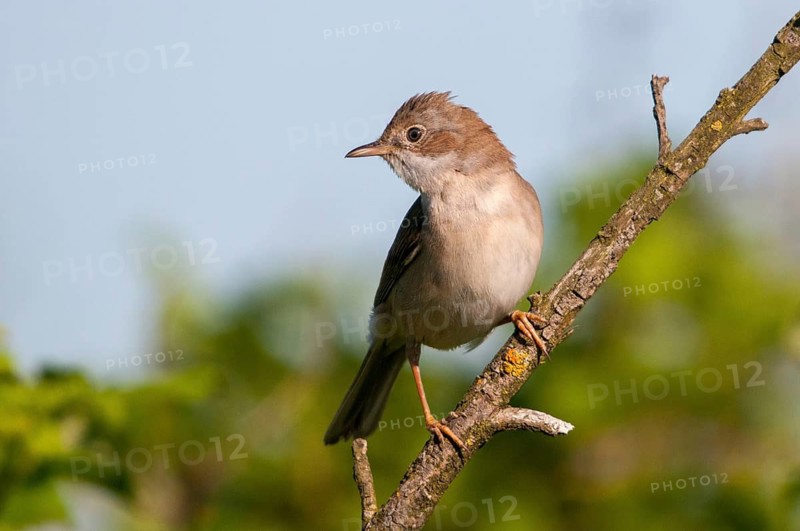 Brandenburg, garden warbler, Germany, Nabu, national natural heritage, natural paradise Grünhaus, Sylvia Borin, post-mining landscape, birds, greenhouse, passeri, songbirds, songbirds, birds