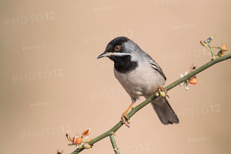 Rüppell's Warbler (Sylvia ruppeli) male, Eilat, Israel