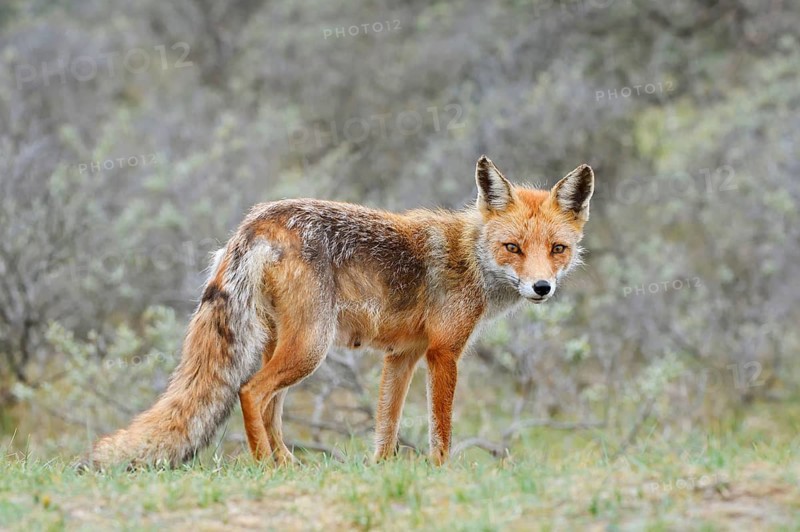 Red fox (Vulpes vulpes), North Holland, Netherlands
