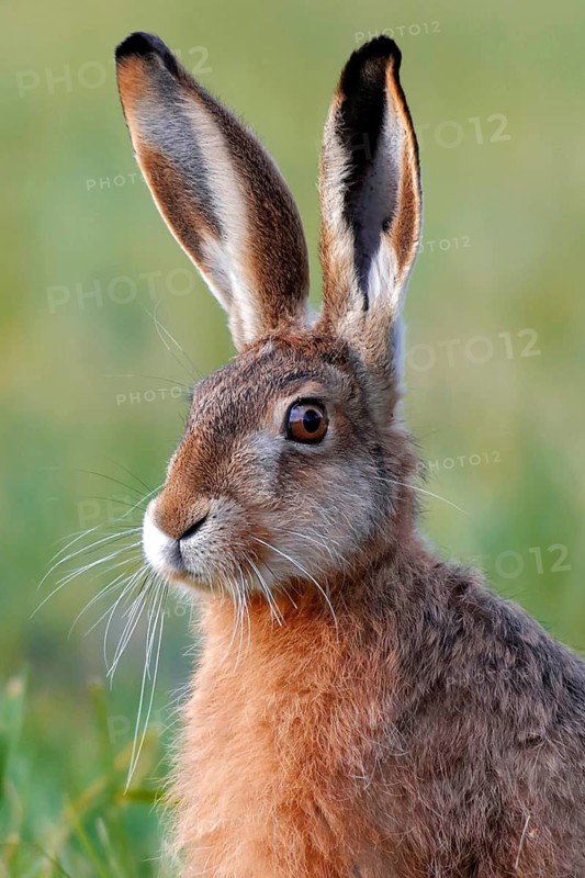 Animals Mammals Hare in Meadow, Lepus europaeus, Germany