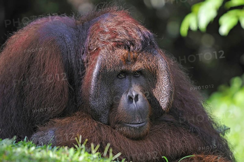 Animals Mammals (Pongo pygmaeus), Tanjung Puting National Park, Indonesia Orangutan, Bornean orangutan, male, primates, monkeys, monkey, mammals, mammal, animal, animals