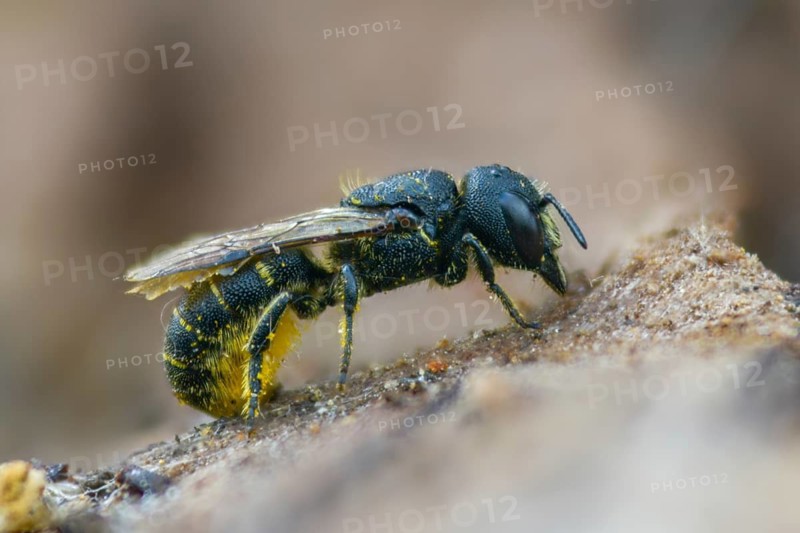 Common hole bee, common hole bee, hymenoptera truncorum, hymenoptera, hole bee, ridge-saddled carpenter bee, insects, insects