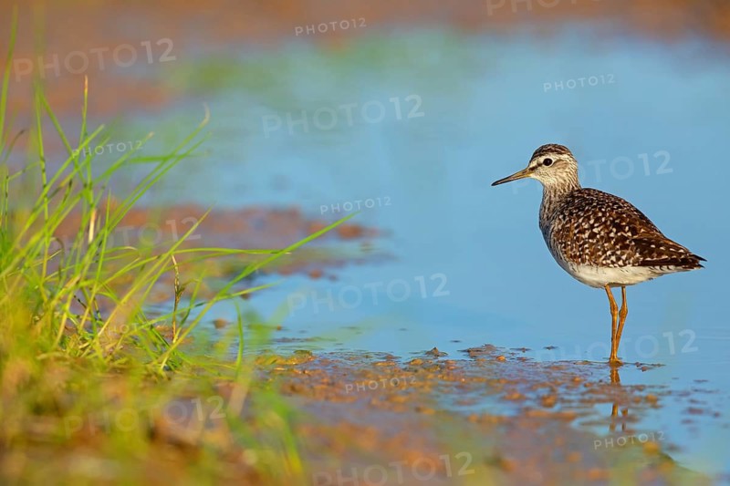 Wood sandpiper (Tringa glareola), Chevalier sylvain, Andarríos Bastardo, Raysut, Salalah, Sohar, Oman