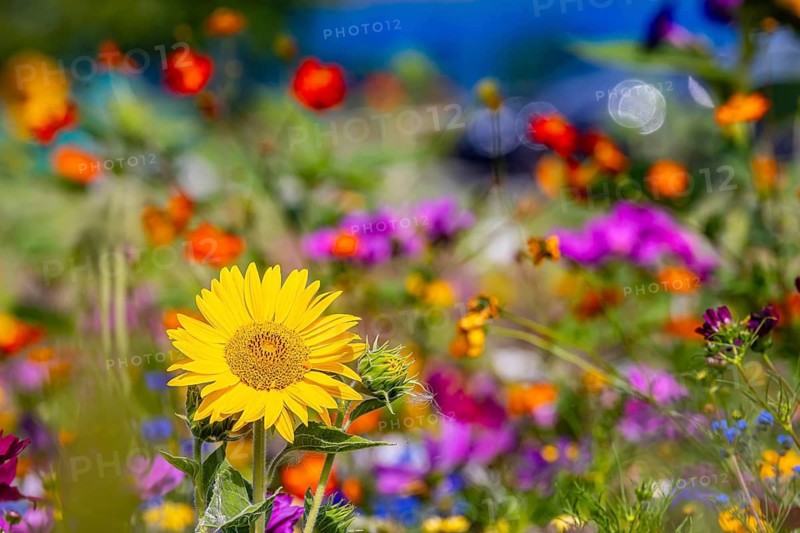 Flower meadow with blooming sunflowers and colorful flowers on the island of Reichenau in Lake Constance. Reichenau, Baden-Württemberg, Germany
