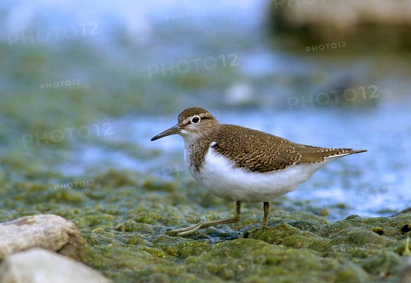 Actitis hypoleucos, common sandpiper, sandpiper birds, charadriiformes, leo, limikolen, snipe birds, scolopacidae, birds, waders, waders