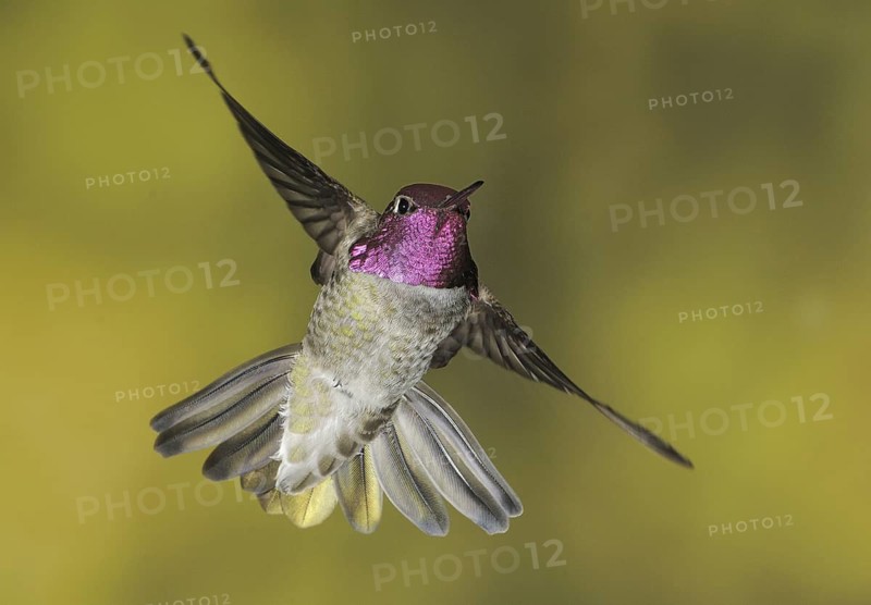 Anna's Hummingbird (Calypte anna), British Columbia, Canada