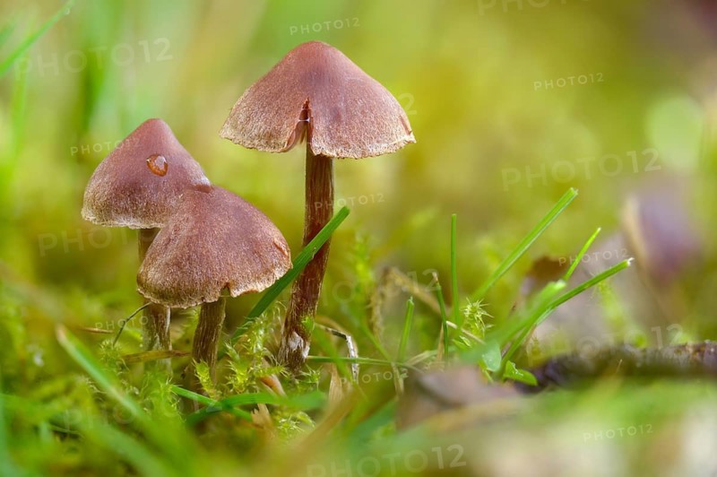 Cortinarius flexipes, scented girdle foot, geranium girdle foot, pelargonium girdle foot, purple girdle foot, white flaky stalk waterhead, fungi, mushrooms