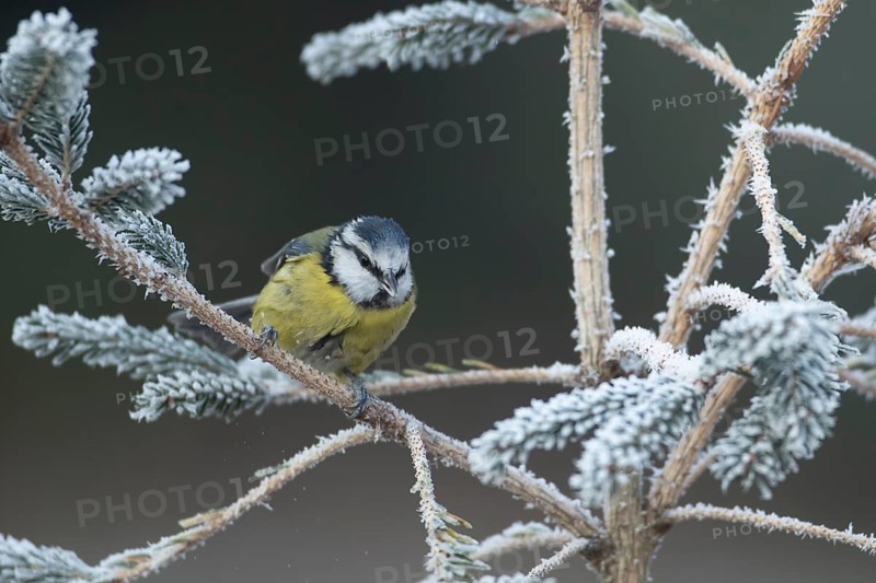 Blue tit (Cyanistes caeruleus) adult garden bird on a frosted covered Christmas tree in winter, England, United Kingdom