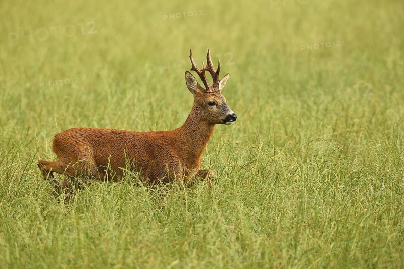 Roe deer (Capreolus capreolus) – a strong roebuck strides across the meadow after a thunderstorm during the rutting season, Allgäu, Bavaria, Germany, Allgäu, Bavaria, Germany