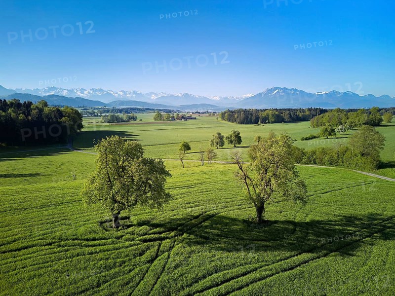 High trunk fruit trees, fields and meadows, in the back the snow-covered Alps with Mount Pilatus, Abtwil, Freiamt, Canton of Aargau, Switzerland