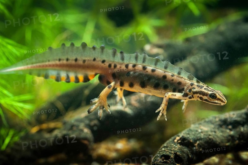 Lissotriton vulgaris, smooth newt, triturus vulgaris, amphibians, amphibians, amphibians, amphibians, amphibians, males, males